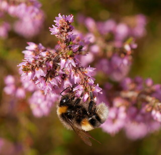 Bumblebee on heather