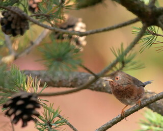 Dartford warbler floof